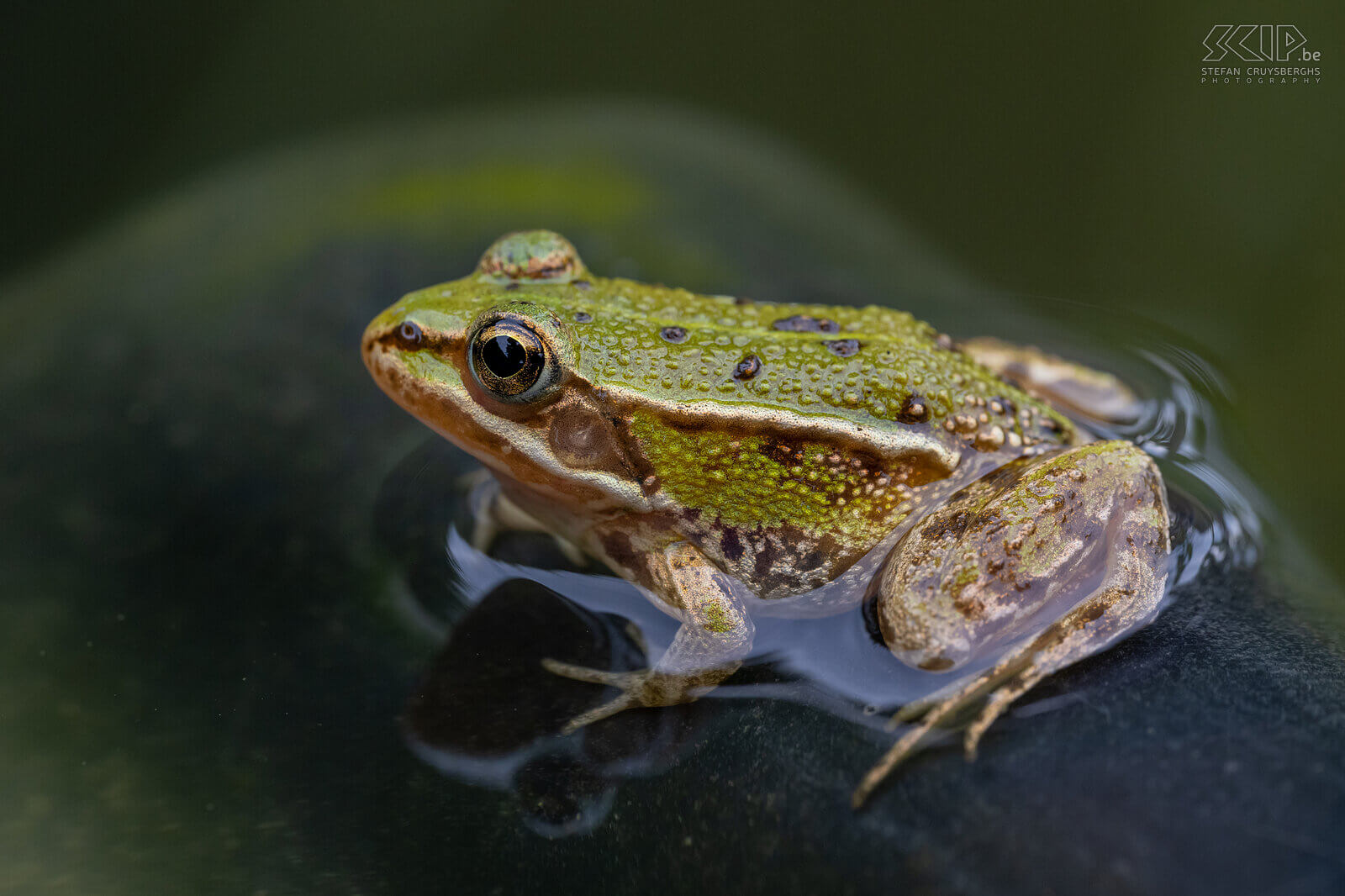 Amphibians - Green frog Over the past year I was able to photograph quite a few amphibians. Here are some images of brown frogs, green frogs, tree frogs, common toads, natterjack toads and for the first time fire salamanders. Stefan Cruysberghs